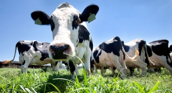 Melhoramento genético ajuda a reduzir emissões de gases na pecuária, diz estudo